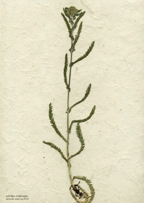 achillea millefolium